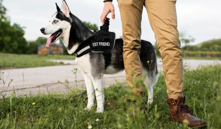 What can California authorities do about a dangerous dog?